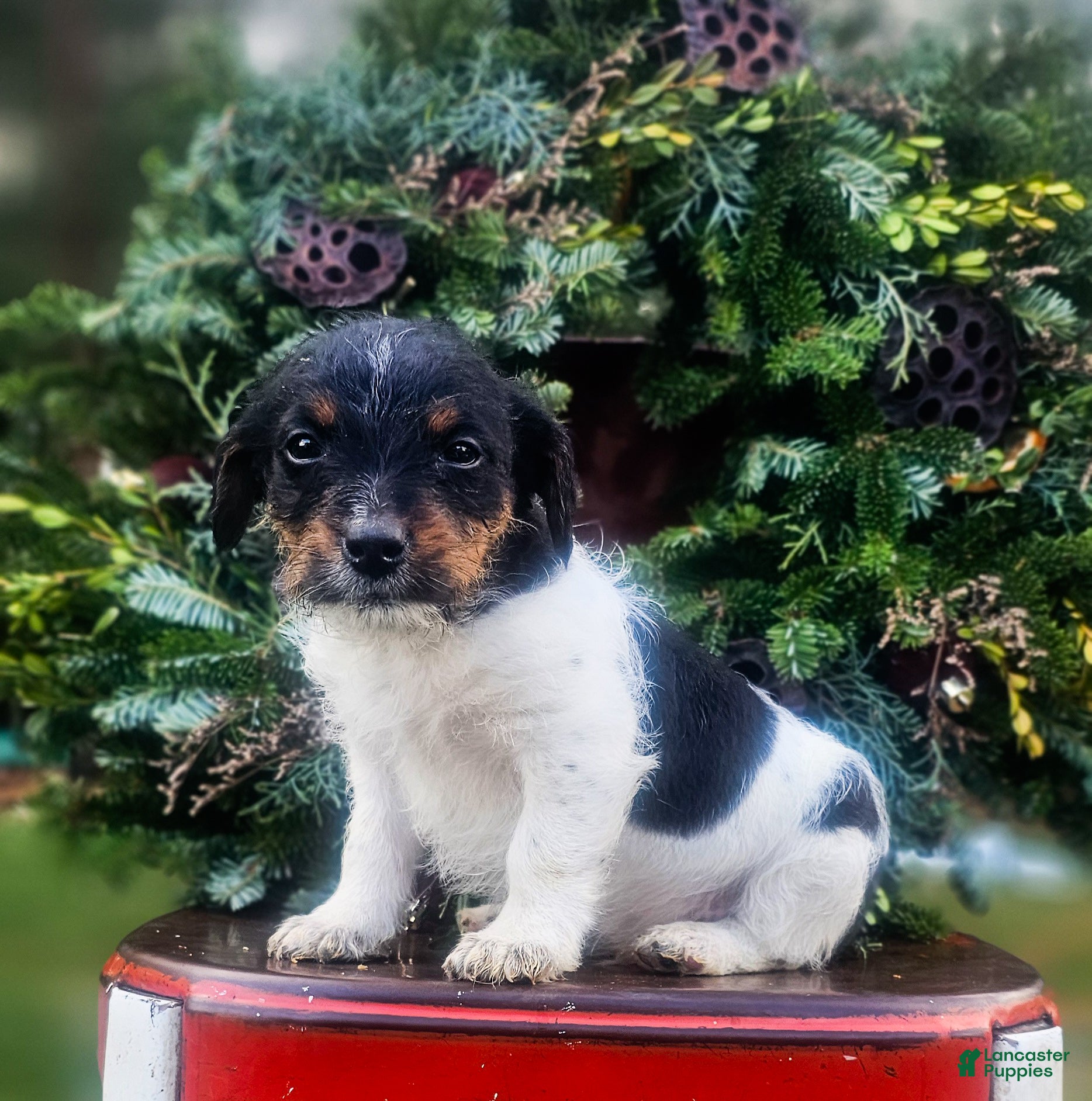 Jackapoo dogs Silas - Ad 9