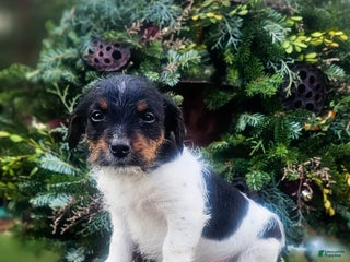 Jackapoo dogs Silas - Ad 1