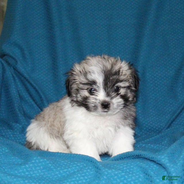 Malshi dogs Cleo - Ad 2