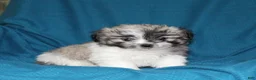 Malshi dogs for sale: Cleo - Ad 2
