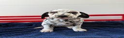 Dalmatian dogs for sale: Talia - Ad 4