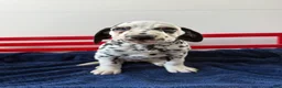 Dalmatian dogs for sale: Talia - Ad 4