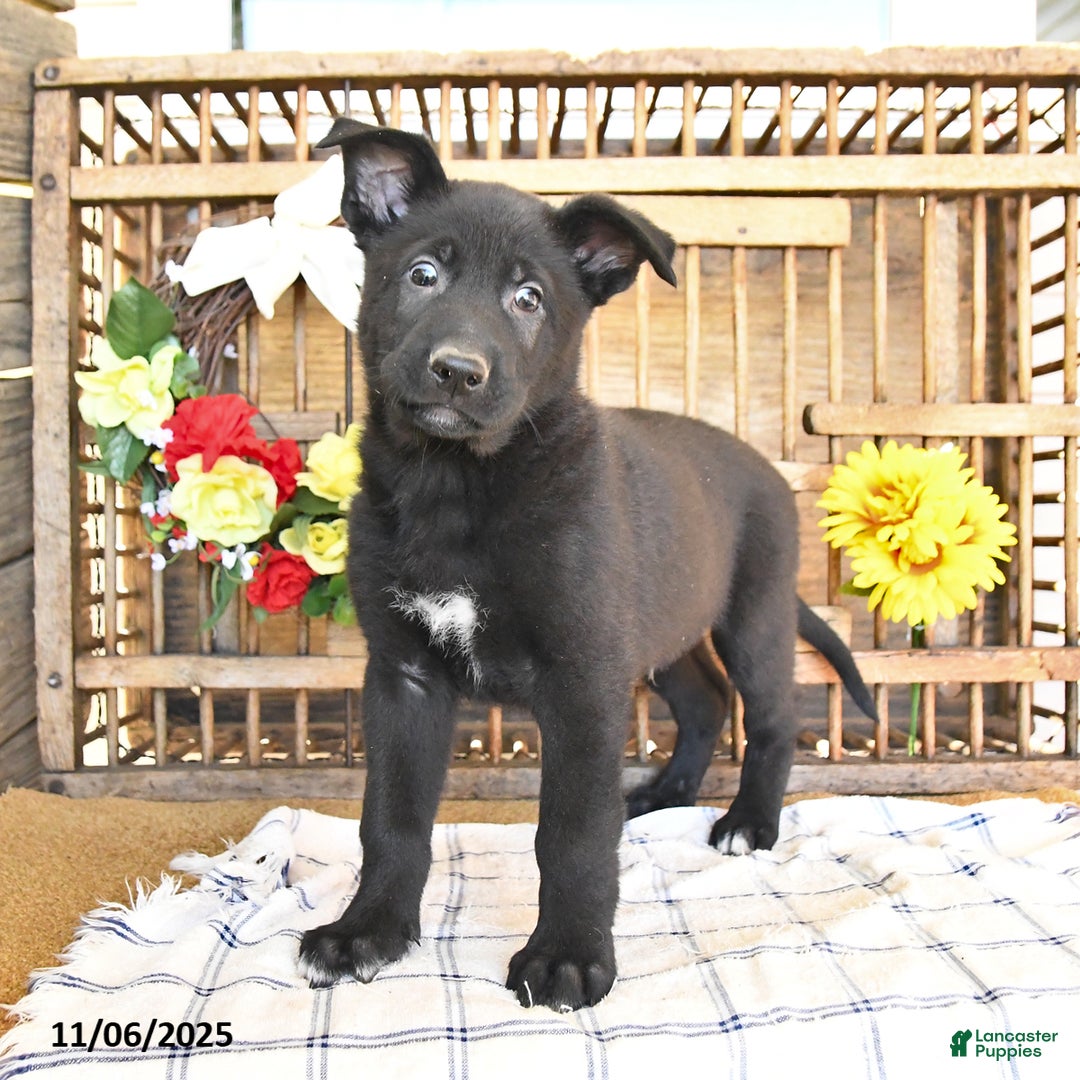 Mixed Breed dogs for sale: Otto - Ad 1