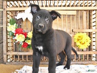 Mixed Breed dogs Otto - Ad 26