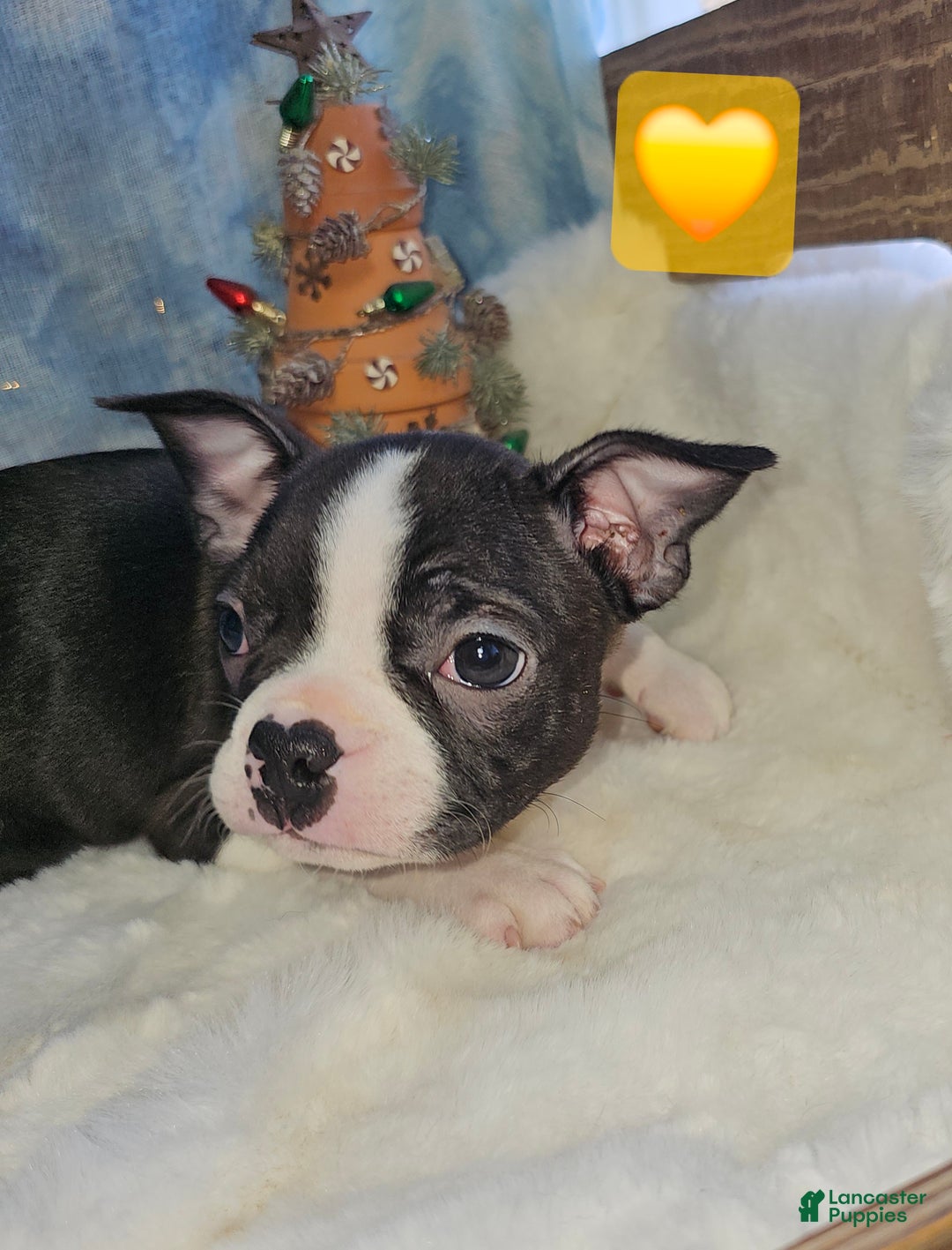 Boston Terrier dogs for sale: Boston Terrier Puppy 1 - Ad 1