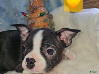 Boston Terrier dogs Boston Terrier Puppy 1 - Ad 2