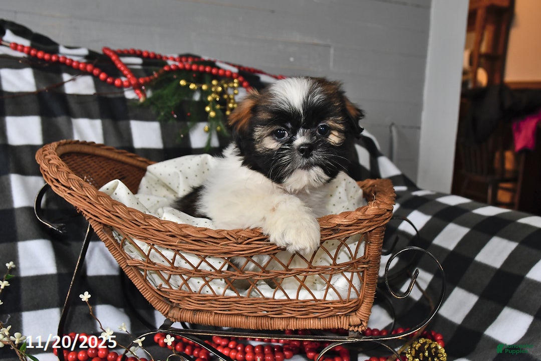 Shih Tzu dogs for sale: Darlene - Ad 6