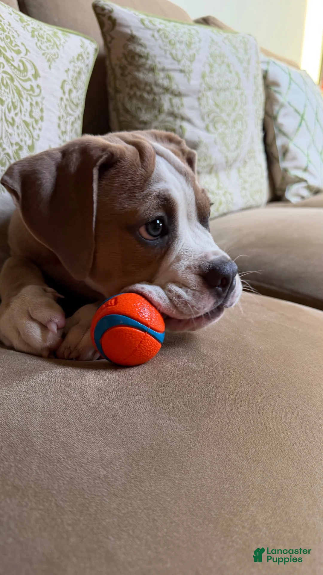 Olde English Bulldogge dogs for sale: Olde English Bulldogge 1 - Ad 2