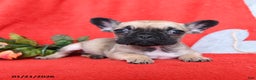 French Bulldog dogs for sale: Betty   - Ad 3