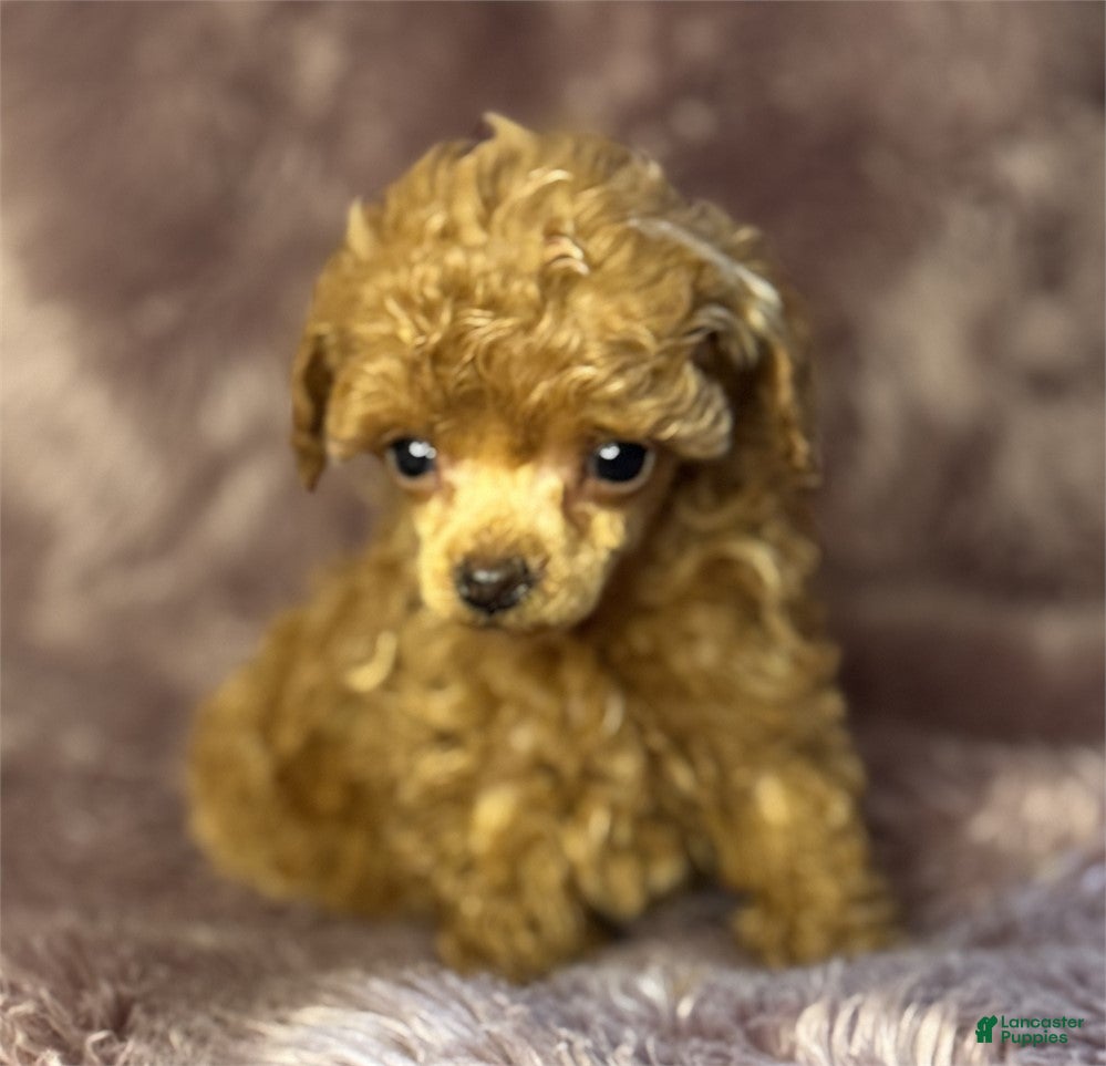 Toy Poodle dogs Toy Poodle Puppy 2 - Ad 3