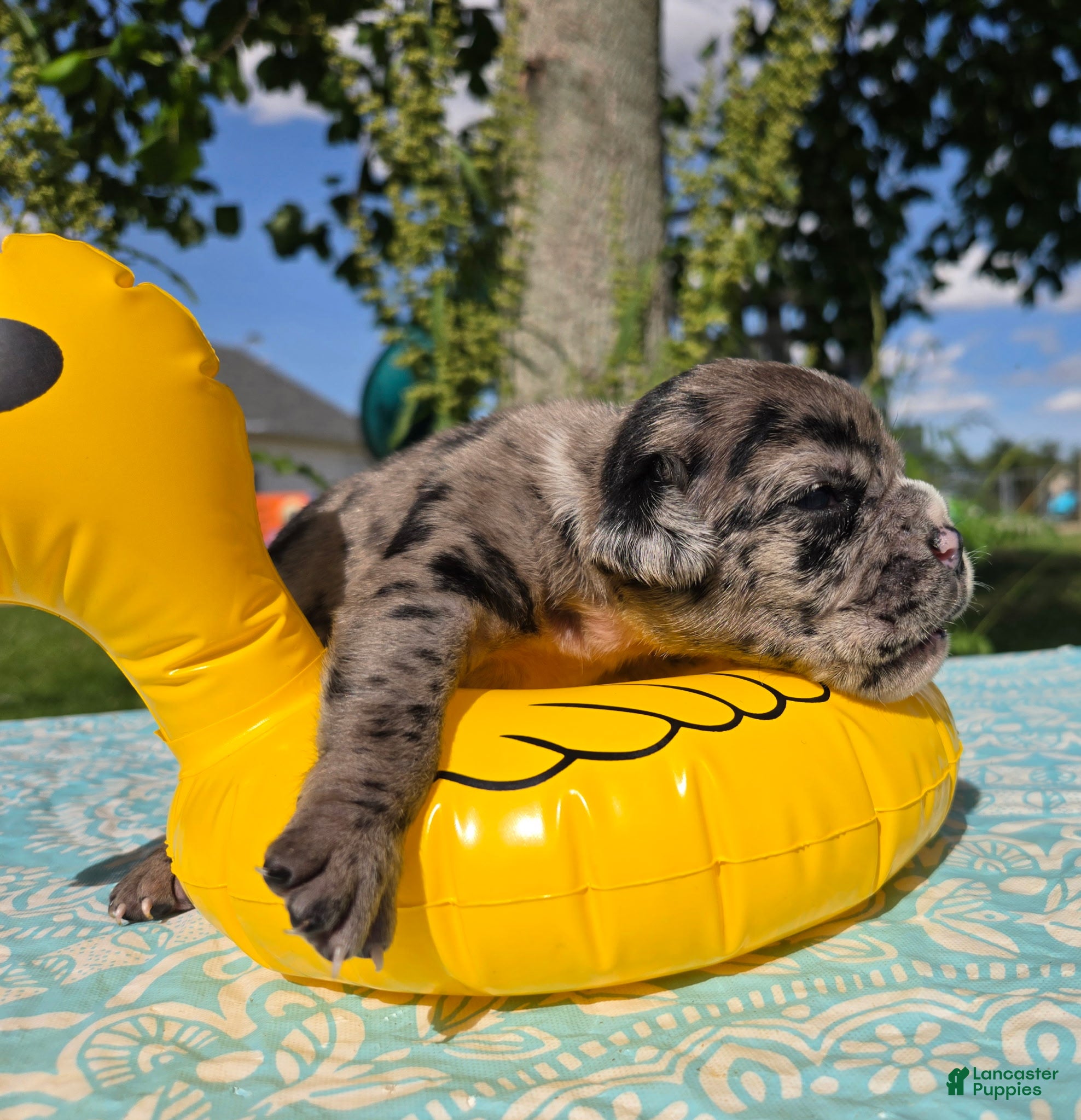 Olde English Bulldogge dogs Ruble - Ad 2