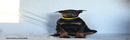Doberman Pinscher dogs for sale: Reese - Ad 5