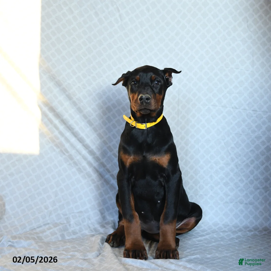 Doberman Pinscher dogs for sale: Reese - Ad 5