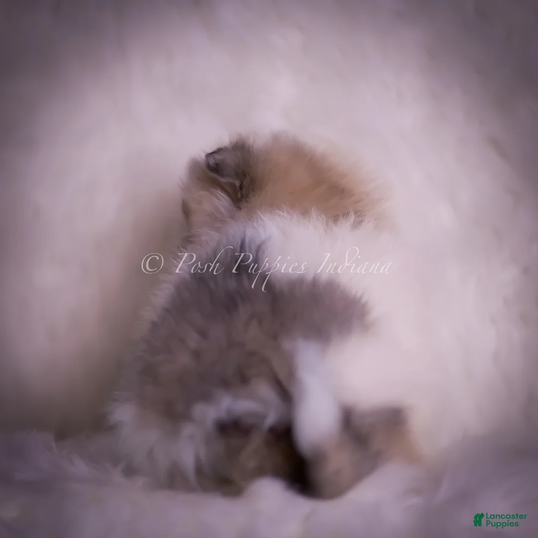 Pomeranian dogs for sale: Stacie - Ad 9