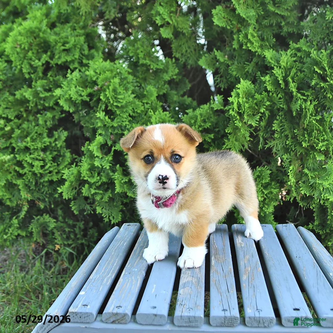 Welsh Corgi Pembroke dogs for sale: Bonnie - Ad 1