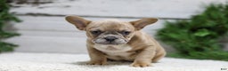 French Bulldog dogs for sale: Carter - Ad 5