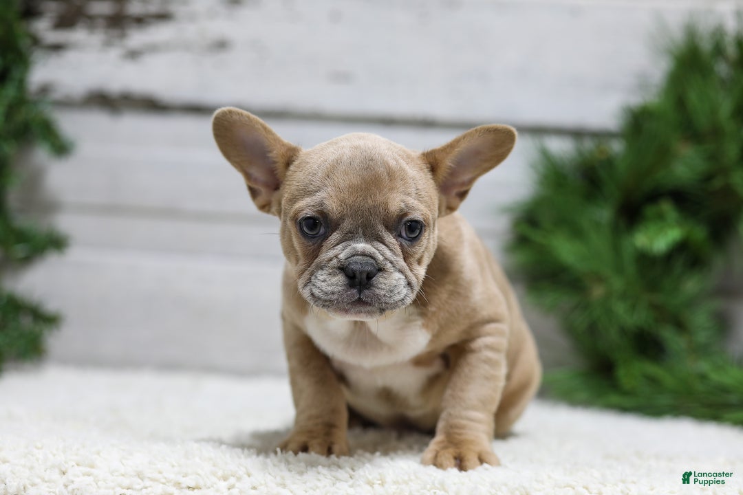 French Bulldog dogs for sale: Carter - Ad 5