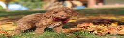 Miniature Poodle dogs for sale: Stitch - Ad 5