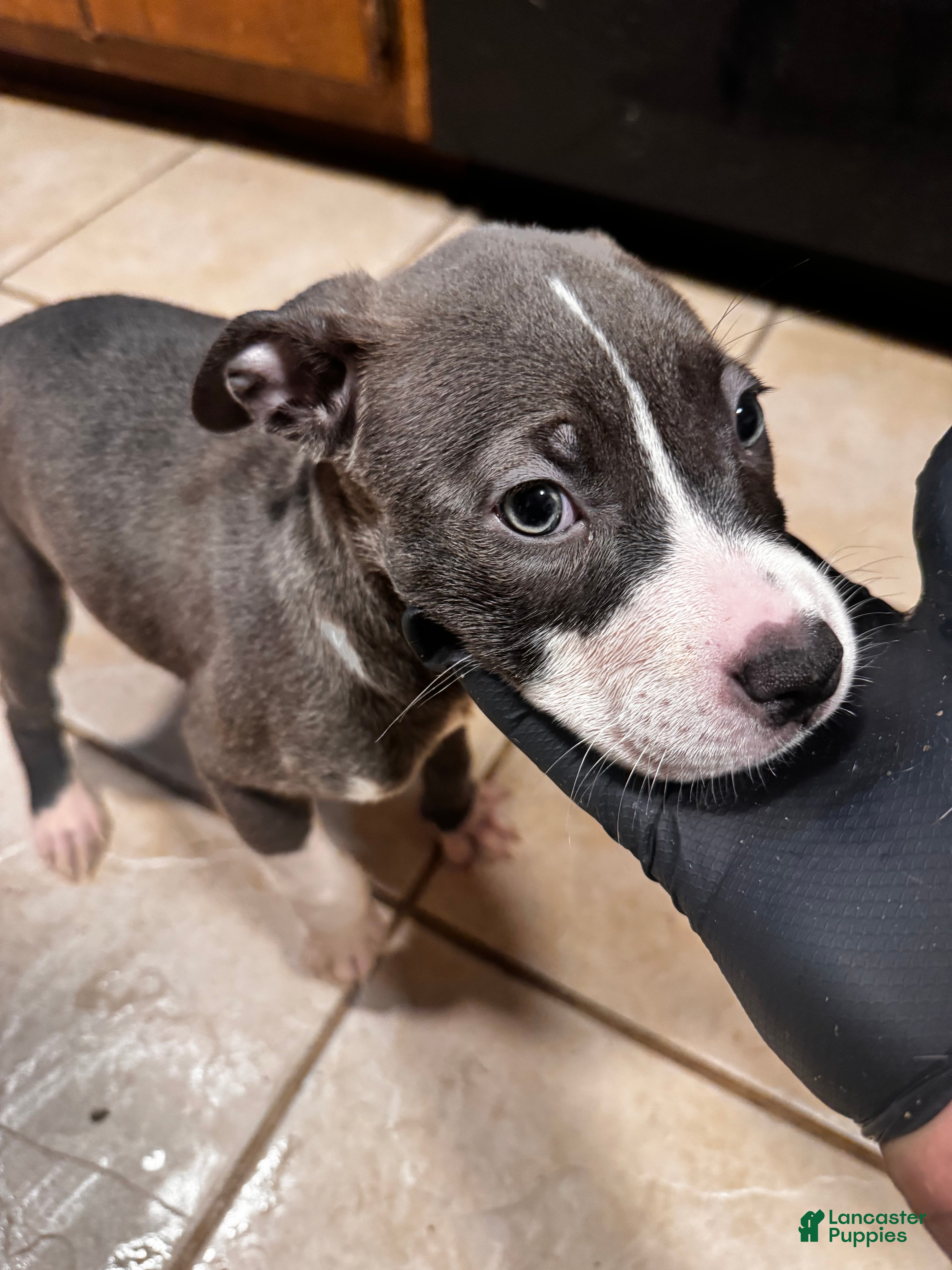 American Bully dogs American Bully Puppy 2 - Ad 42