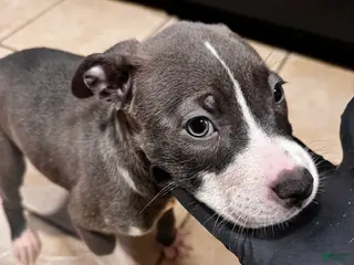 American Bully dogs American Bully Puppy 2 - Ad 42