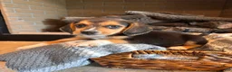 Beagle dogs for sale: Buddy - Ad 5