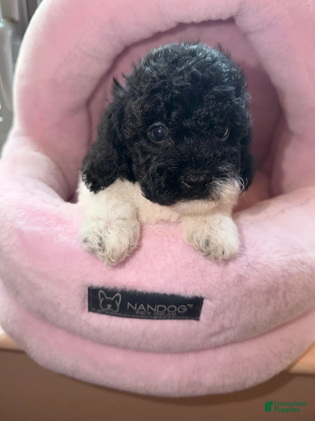 Toy Poodle dogs for sale: Liza - Ad 1