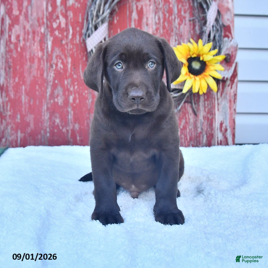 Labrador Retriever dogs Bobby - Ad 1