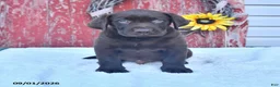 Labrador Retriever dogs for sale: Bobby - Ad 1