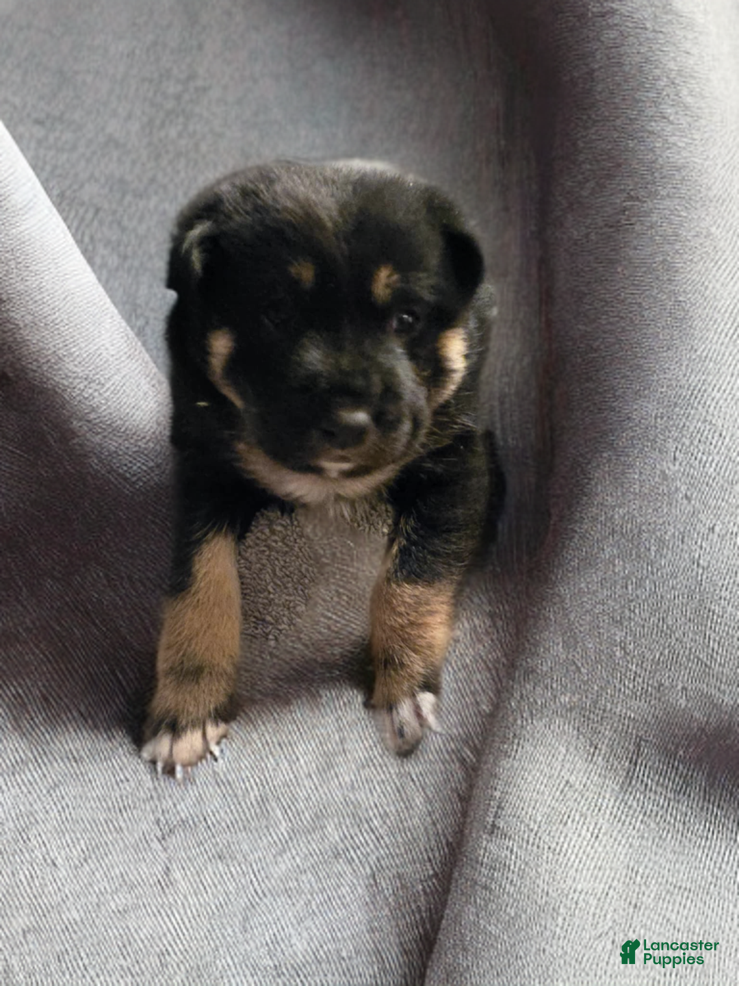 German Shepherd dogs for sale: German Shepherd Puppy 4 - Ad 1