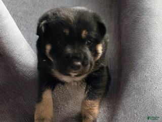 German Shepherd dogs German Shepherd Puppy 4 - Ad 17