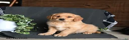 Golden Retriever dogs for sale: Everest - Ad 3