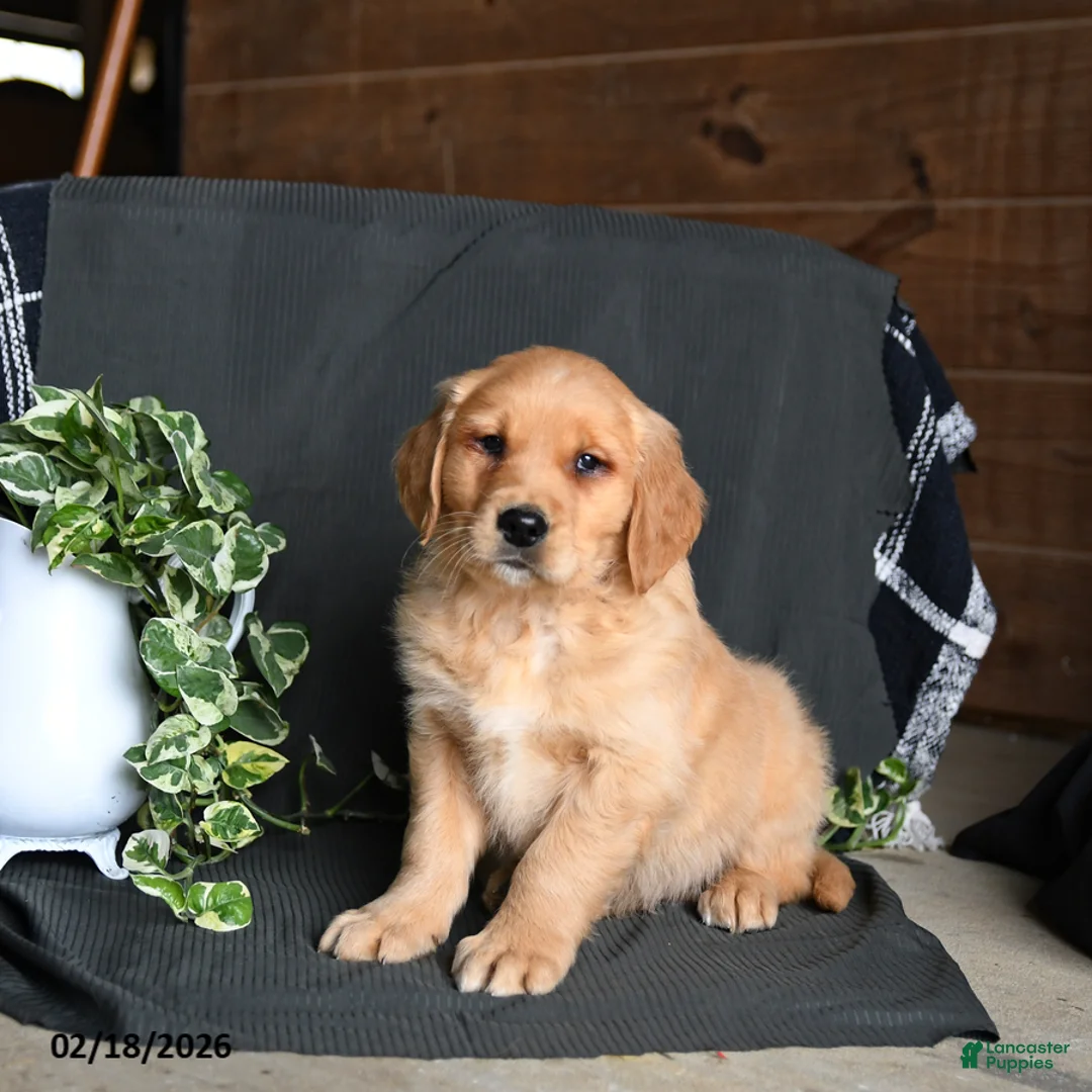 Golden Retriever dogs for sale: Everest - Ad 3