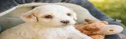Mixed Breed dogs for sale: Gnome MUNCHKIN BERNEDOODLE - Ad 10