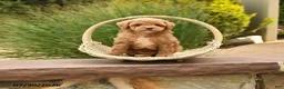 Toy Poodle dogs for sale: Maverick - Ad 1