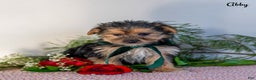 Morkie dogs for sale: Abby - Ad 7