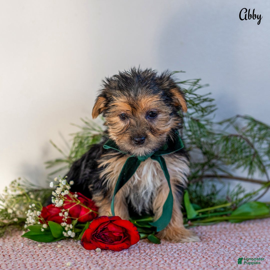 Morkie dogs for sale: Abby - Ad 7