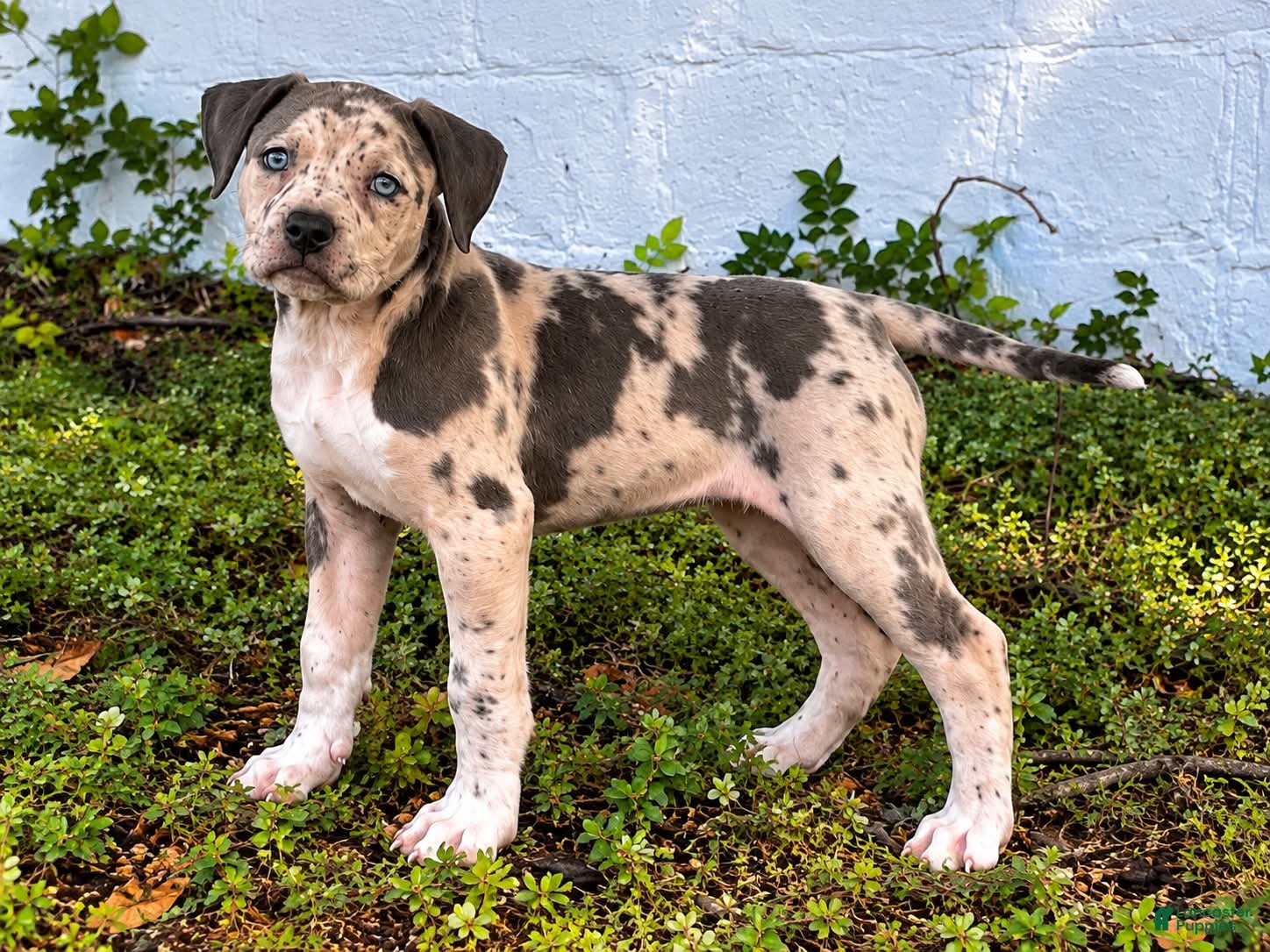 American Bully dogs American Bully 1 - Ad 1