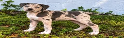 American Bully dogs for sale: American Bully 1 - Ad 1