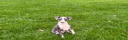 Italian Greyhound dogs for sale: Connor  - Ad 5