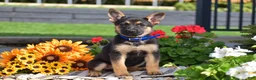 German Shepherd dogs for sale: Cinnamon  - Ad 4