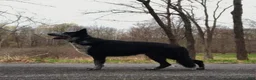 German Shepherd dogs for sale: German Shepherd puppies due Oct 2026 - Ad 8