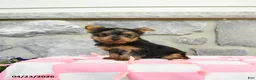 Yorkshire Terrier dogs for sale: Cocopuff - Ad 1