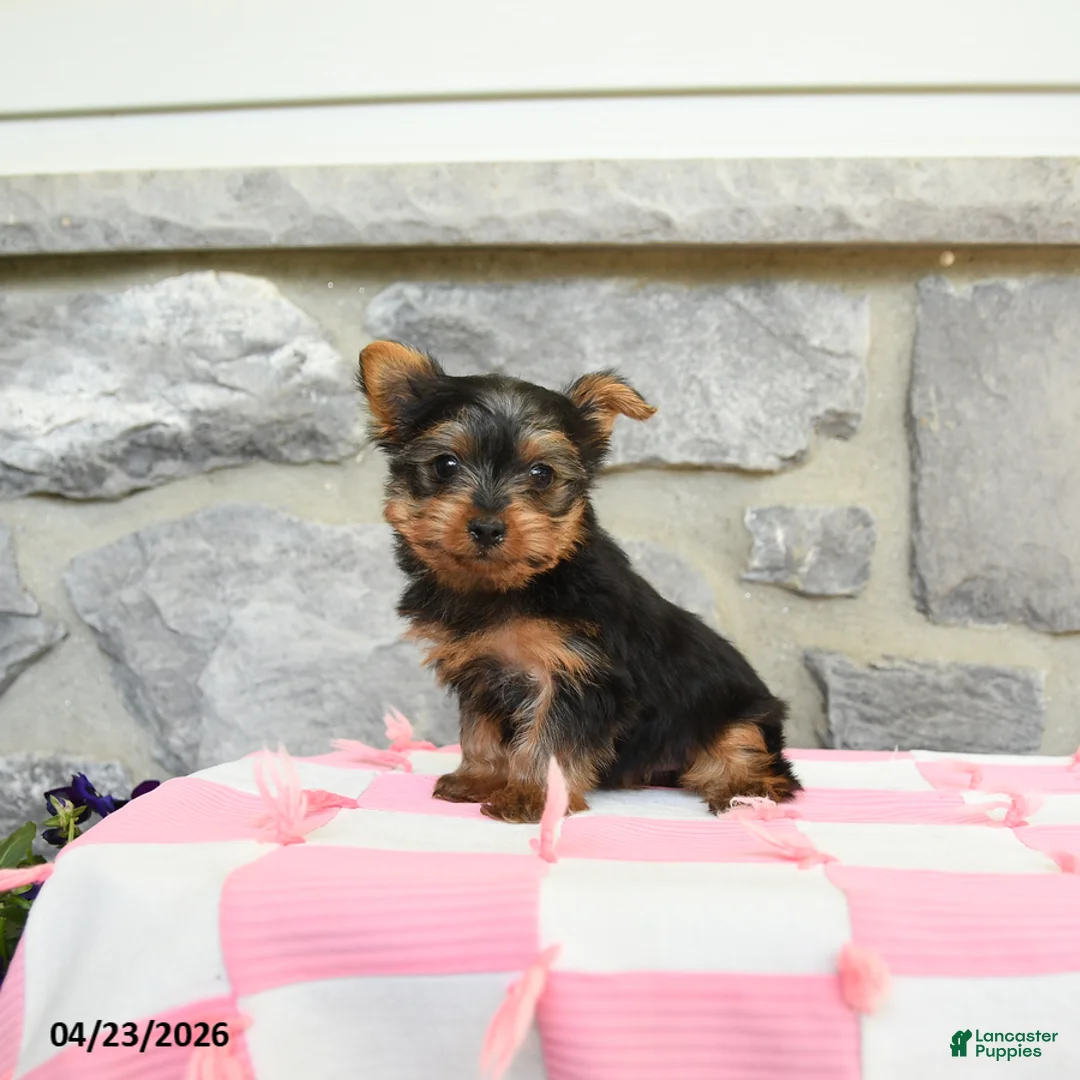 Yorkshire Terrier dogs for sale: Cocopuff - Ad 1