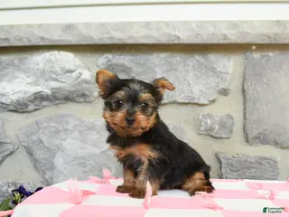 Yorkshire Terrier dogs for sale: Cocopuff - Ad 3