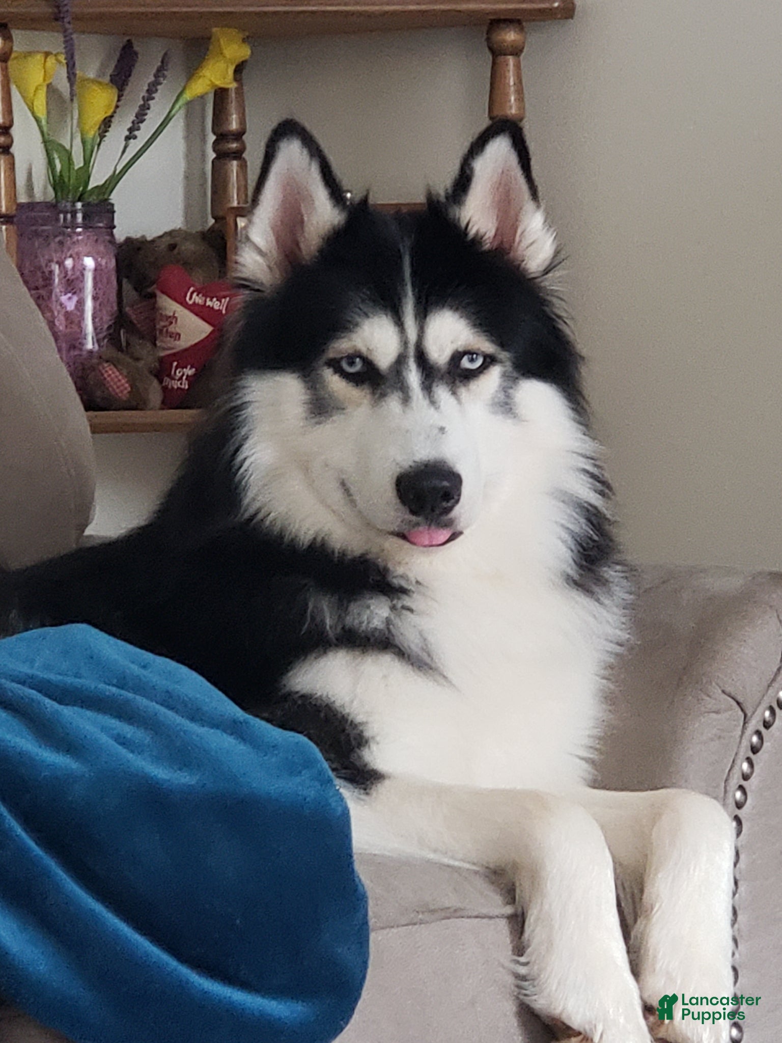 Peach Siberian Husky for sale in Mifflinburg | Lancaster Puppies