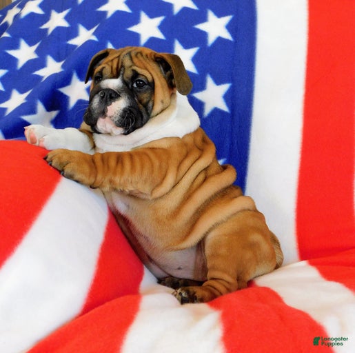 Gallery Image {{count}}