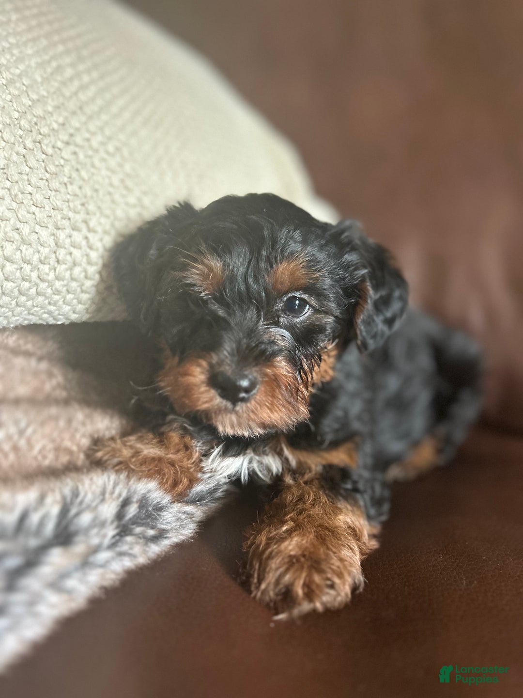 Yorkiepoo dogs for sale: Rocky - Ad 2