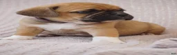 Puggle dogs for sale: Zara - Ad 5