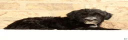 Yochon dogs for sale: Rover - Ad 7