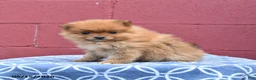 Pomeranian dogs for sale: Nellie - Ad 3